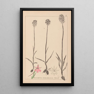 Louis Antoine Cusin - Herbier de la flore franaise Pl1018.webp