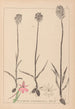 Herbier de la flore française Pl1018 - Louis Antoine Cusin — weergave van het kunstwerk