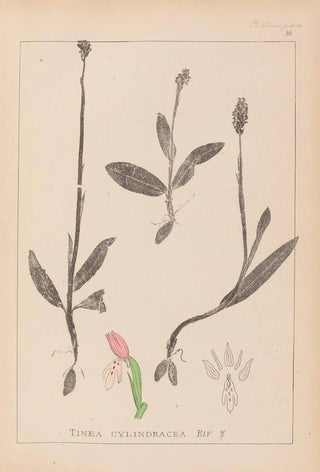 Louis Antoine Cusin - Herbier de la flore franaise Pl1019.webp