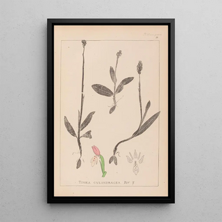 Louis Antoine Cusin - Herbier de la flore franaise Pl1019.webp