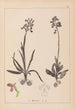 Herbier de la flore française Pl1021 - Louis Antoine Cusin — weergave van het kunstwerk