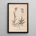 Herbier de la flore française Pl1023 - Louis Antoine Cusin — ingelijst kunstwerk aan de muur