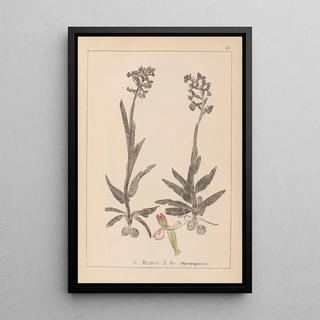 Louis Antoine Cusin - Herbier de la flore franaise Pl1023.webp