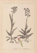 Herbier de la flore française Pl1023 - Louis Antoine Cusin — weergave van het kunstwerk