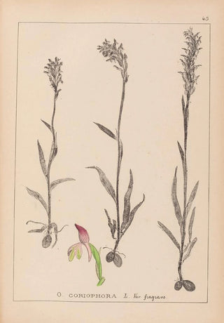Louis Antoine Cusin - Herbier de la flore franaise Pl1025.webp