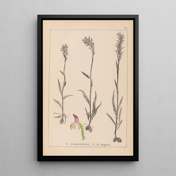 Louis Antoine Cusin - Herbier de la flore franaise Pl1025.webp