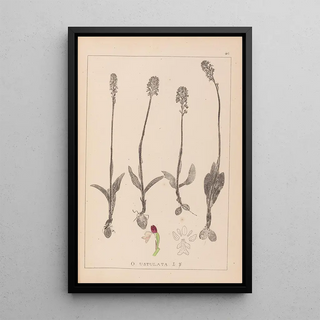 Louis Antoine Cusin - Herbier de la flore franaise Pl1026.webp