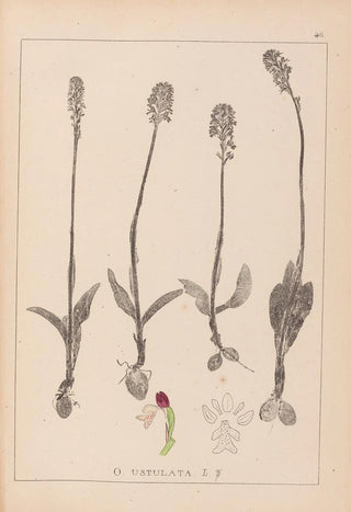 Louis Antoine Cusin - Herbier de la flore franaise Pl1026.webp