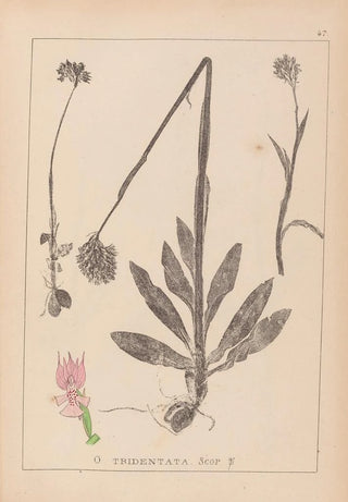 Louis Antoine Cusin - Herbier de la flore franaise Pl1027.webp