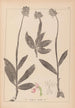 Herbier de la flore française Pl1028 - Louis Antoine Cusin — weergave van het kunstwerk