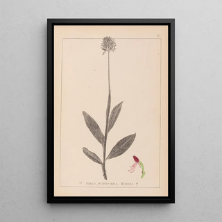 Louis Antoine Cusin - Herbier de la flore franaise Pl1030.webp