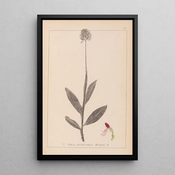 Louis Antoine Cusin - Herbier de la flore franaise Pl1030.webp