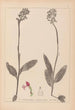 Herbier de la flore française Pl1031 - Louis Antoine Cusin — weergave van het kunstwerk