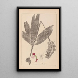 Louis Antoine Cusin - Herbier de la flore franaise Pl1032.webp