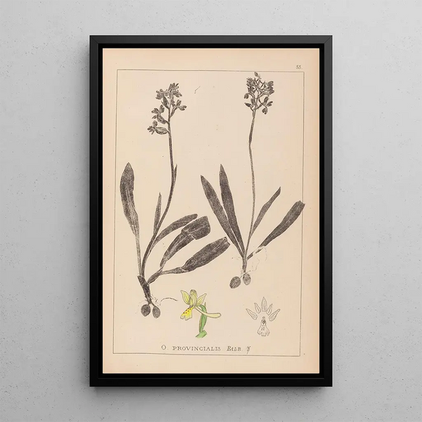 Louis Antoine Cusin - Herbier de la flore franaise Pl1033.webp