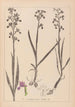 Herbier de la flore française Pl1034 - Louis Antoine Cusin — weergave van het kunstwerk