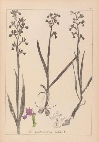 Louis Antoine Cusin - Herbier de la flore franaise Pl1034.webp