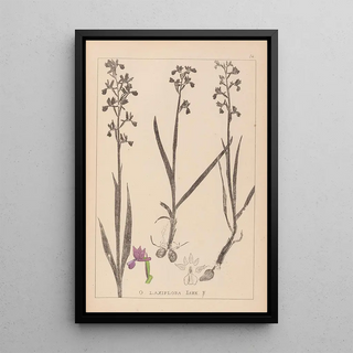 Louis Antoine Cusin - Herbier de la flore franaise Pl1034.webp