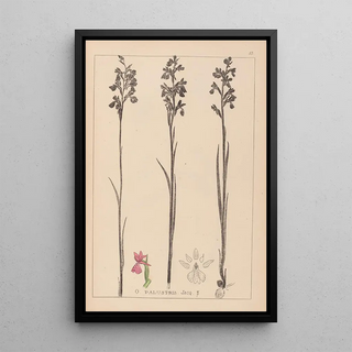 Louis Antoine Cusin - Herbier de la flore franaise Pl1035.webp