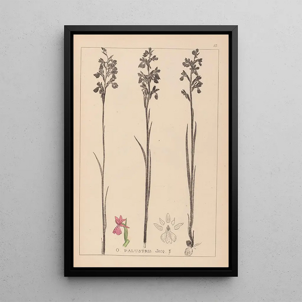Louis Antoine Cusin - Herbier de la flore franaise Pl1035.webp