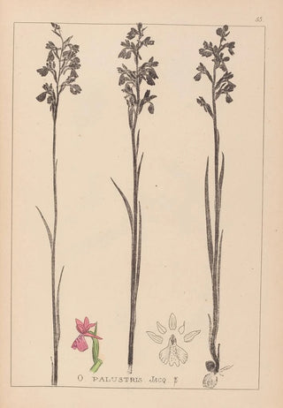 Louis Antoine Cusin - Herbier de la flore franaise Pl1035.webp