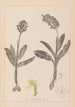 Herbier de la flore française Pl1036 - Louis Antoine Cusin — weergave van het kunstwerk