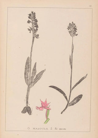 Louis Antoine Cusin - Herbier de la flore franaise Pl1038.webp