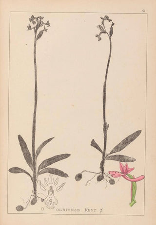 Louis Antoine Cusin - Herbier de la flore franaise Pl1039.webp