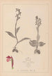 Herbier de la flore française Pl1040 - Louis Antoine Cusin — weergave van het kunstwerk