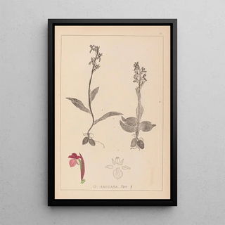 Louis Antoine Cusin - Herbier de la flore franaise Pl1040.webp