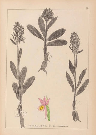 Louis Antoine Cusin - Herbier de la flore franaise Pl1042.webp