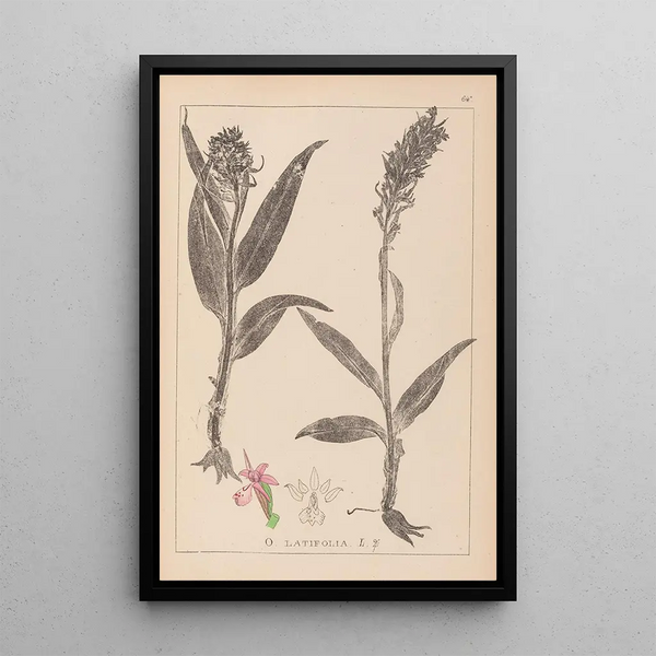 Louis Antoine Cusin - Herbier de la flore franaise Pl1044.webp