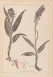 Herbier de la flore française Pl1044 - Louis Antoine Cusin — weergave van het kunstwerk