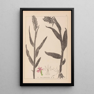 Louis Antoine Cusin - Herbier de la flore franaise Pl1045.webp