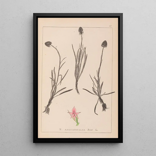 Louis Antoine Cusin - Herbier de la flore franaise Pl1047.webp