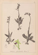 Herbier de la flore française Pl1048 - Louis Antoine Cusin — weergave van het kunstwerk