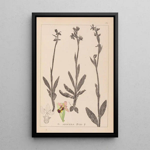Louis Antoine Cusin - Herbier de la flore franaise Pl1050.webp