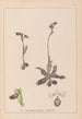 Herbier de la flore française Pl1051 - Louis Antoine Cusin — weergave van het kunstwerk