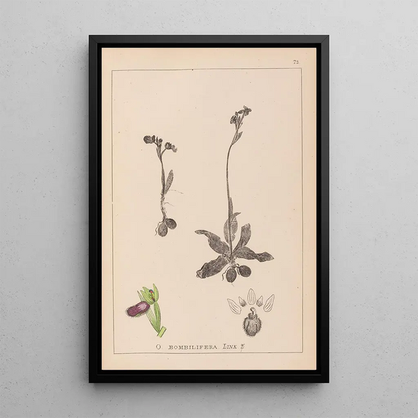 Louis Antoine Cusin - Herbier de la flore franaise Pl1051.webp