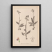 Herbier de la flore française Pl1052 - Louis Antoine Cusin — ingelijst kunstwerk aan de muur