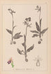 Herbier de la flore française Pl1052 - Louis Antoine Cusin — weergave van het kunstwerk