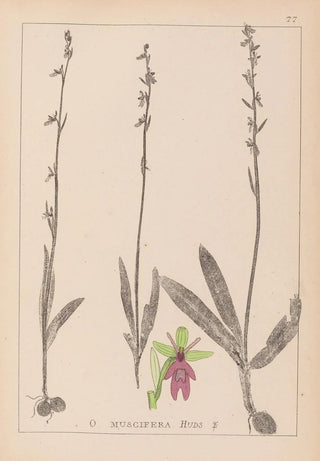 Louis Antoine Cusin - Herbier de la flore franaise Pl1056.webp