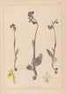 Herbier de la flore française Pl1057 - Louis Antoine Cusin | Reproduction — weergave van het kunstwerk