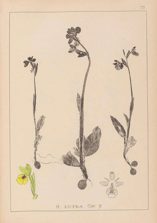Louis Antoine Cusin - Herbier de la flore franaise Pl1057.webp