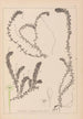 Herbier de la flore française Pl1063 - Louis Antoine Cusin — weergave van het kunstwerk
