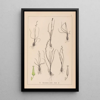 Louis Antoine Cusin - Herbier de la flore franaise Pl1065.webp