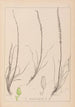 Herbier de la flore française Pl1066 - Louis Antoine Cusin — weergave van het kunstwerk