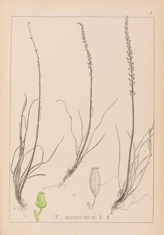 Louis Antoine Cusin - Herbier de la flore franaise Pl1066.webp