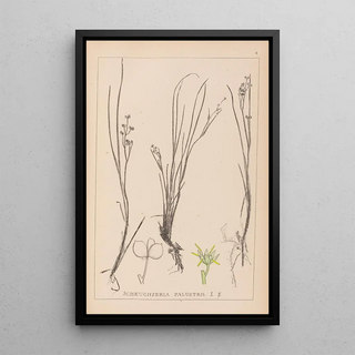 Louis Antoine Cusin - Herbier de la flore franaise Pl1067.webp