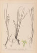 Herbier de la flore française Pl1067 - Louis Antoine Cusin — weergave van het kunstwerk